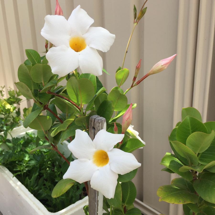 Caversham B&B Perth Ngoại thất bức ảnh